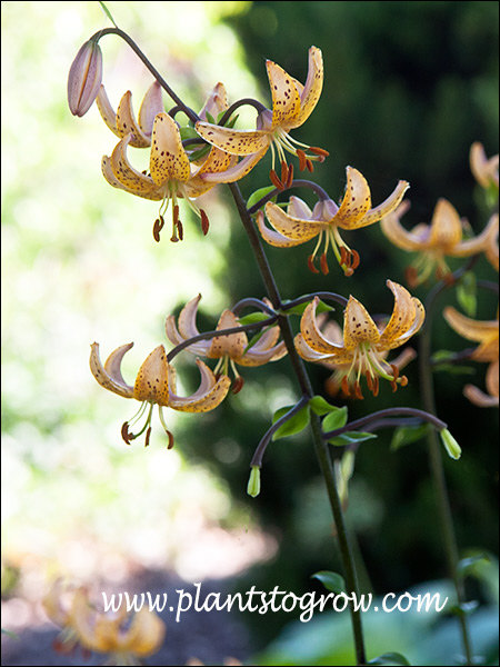 Mrs. R.O. Backhouse Martagon Lily
The straw to light orange flowers have a light magenta coloring on the back.